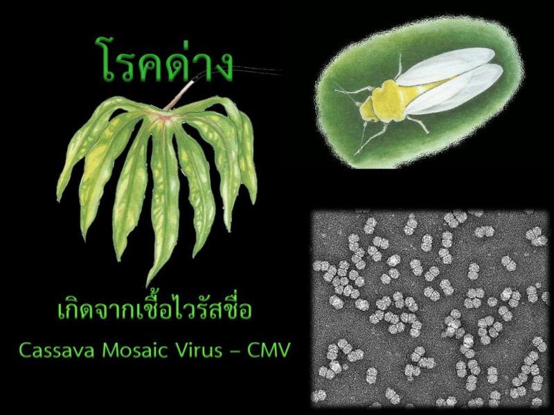 มนดาง-10627513_1226743570688319_480063652_o