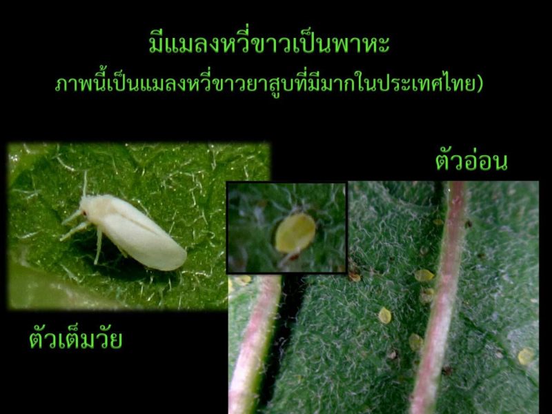 มนดาง-12787185_1226743564021653_21501384_o
