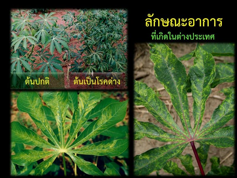 มนดาง-12809847_1226743584021651_583298517_o