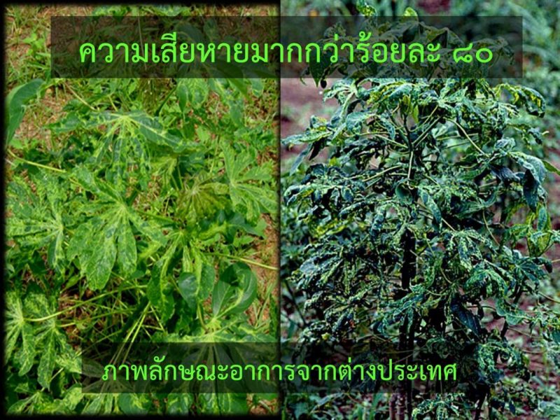 มนดาง-12810294_1226743587354984_866336645_o