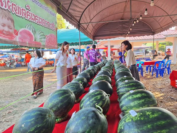 เกษตรอำเภอวังทรายพูนร่วมจัดกิจกรรมงานแตงโมโชว์กรงนก ครั้งที่ 31