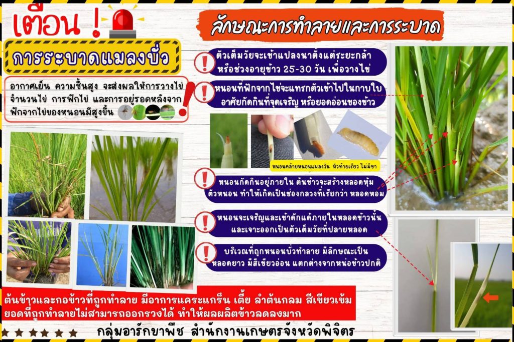 ข่าวประชาสัมพันธ์ รอบรั้ววังทรายพูน เตือนการระบาดแมลงศัตรูในนาข้าว